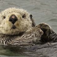 Otter
