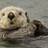 Otter