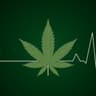 ganja