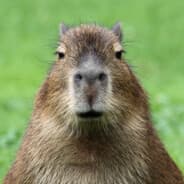 Rabadapler