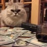 MoneyCat