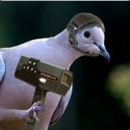 Anal Sea Pigeon
