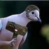Anal Sea Pigeon