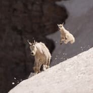 Goat King