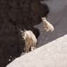 Goat King