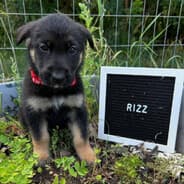 RizzBlade