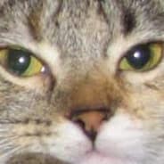 AdomCat