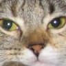 AdomCat