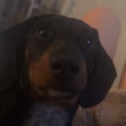 Goosezera