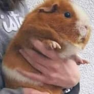 Hamptr