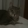 beast