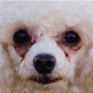 A white dog with crusty eyes