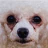A white dog with crusty eyes