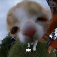 oie