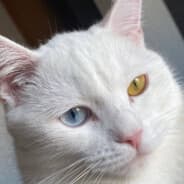 pipipay