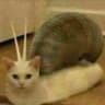 Ilaggo