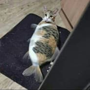 ilu