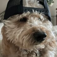 LiLScoop!