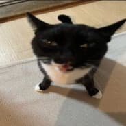 tnn