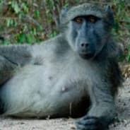 ToPimpAChimp