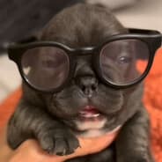 I am pibble