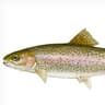 Gary the Grass Fed Fish