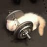 silly little lifter