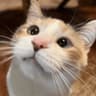 PRX meowtabucks
