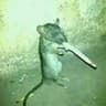pyry