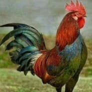 Redda