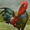 Redda