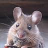 Rat