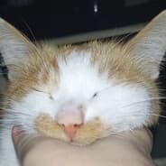nosleep