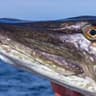 the northern pike