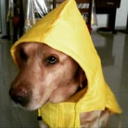 Samurai Doge