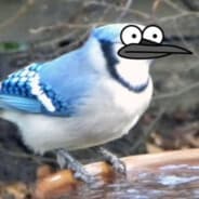 Bo