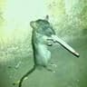 Stuart Little