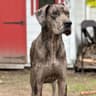 WhiskeyDog