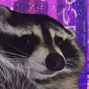 raccoon