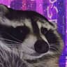 raccoon