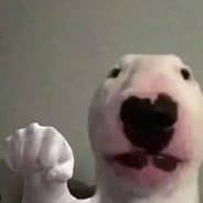 Iteefelicia