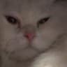 Ozy????