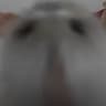 bunkley