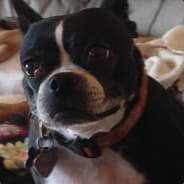 DinklePickle