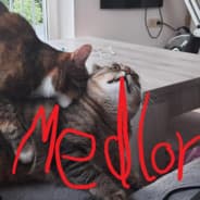 Medlor #Rustclash
