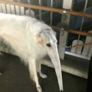 Longboi