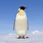 Pinguin