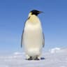 Pinguin