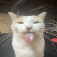 Pozy