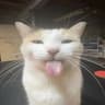 Pozy